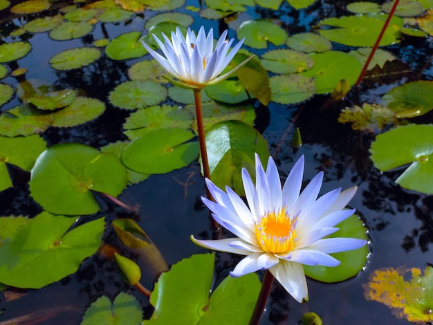Belo lago florido de flor de lótus