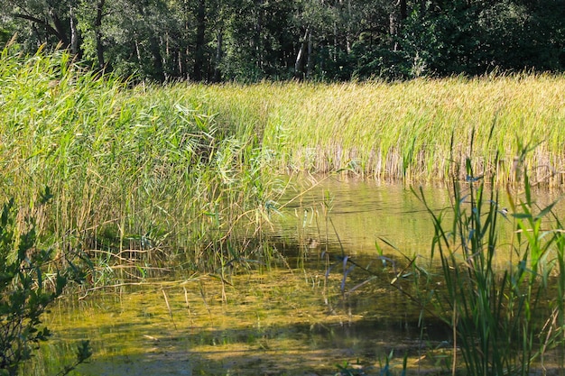 Belo lago no verão