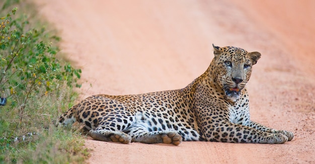 Belo leopardo relaxando na natureza