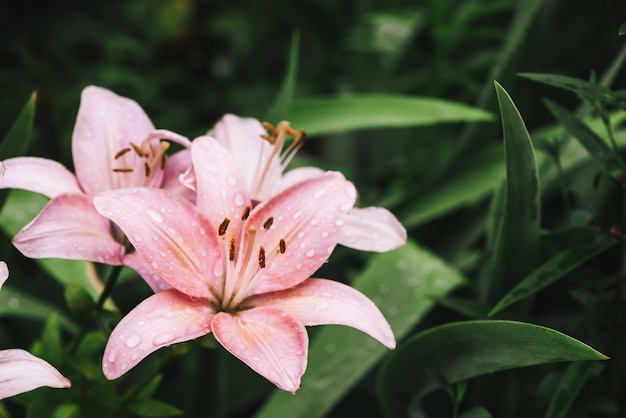 Belo lírio rosa de floração em macro