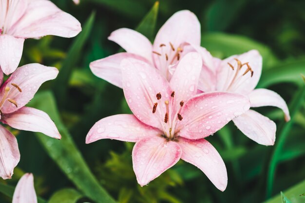 Belo lírio rosa de floração em macro