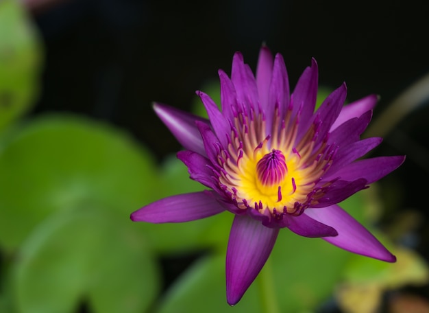 Belo lótus violeta florescendo na lagoa de fundo desfocado