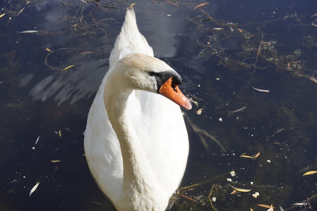 Belo macho cisne branco nadando no lago