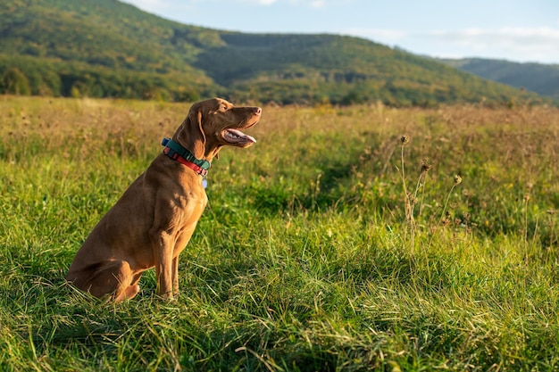 Foto belo macho húngaro vizsla cão de caça ao ar livre retrato cão de caça vista lateral