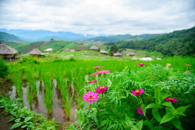 belo milharal na vila de Pa Bong Piang em Mae Cham Chiangmai, Tailândia