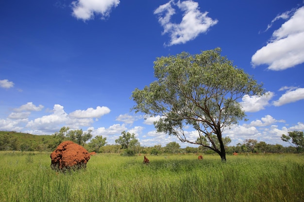 Belo monte de cupins de árvore de paisagem em campo verde cenário da Austrália Ocidental