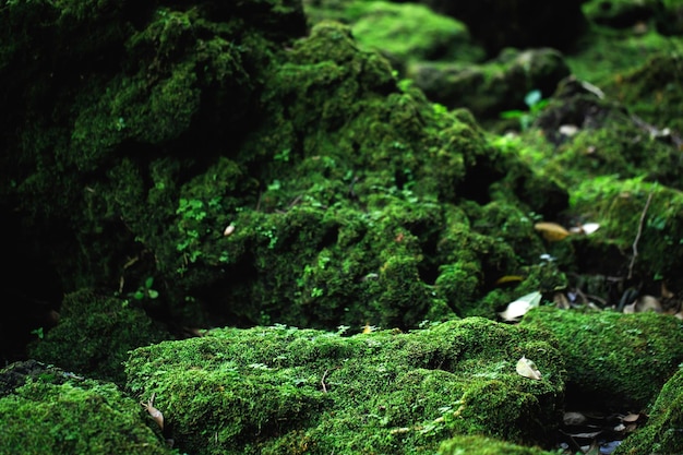 Belo musgo verde brilhante crescido cobre as pedras ásperas e no chão na floresta Mostra com visão macro Rochas cheias de textura de musgo na natureza para foco suave de papel de parede