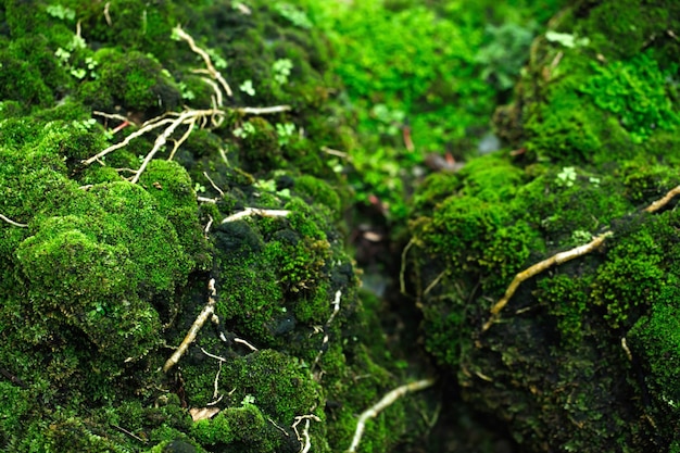 Belo musgo verde brilhante crescido cobre as pedras ásperas e no chão na floresta Mostra com visão macro Rochas cheias de textura de musgo na natureza para foco suave de papel de parede
