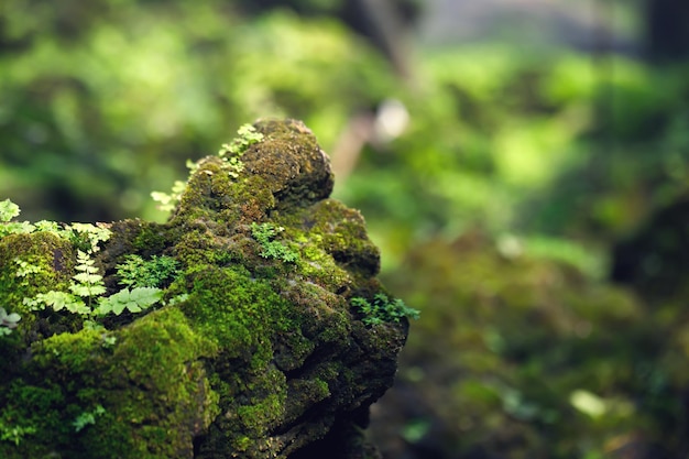 Belo musgo verde brilhante crescido cobre as pedras ásperas e no chão na floresta Mostra com visão macro Rochas cheias de textura de musgo na natureza para foco suave de papel de parede