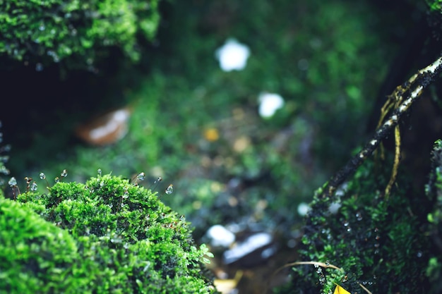 Belo musgo verde brilhante crescido cobre as pedras ásperas e no chão na floresta Mostra com visão macro Rochas cheias de textura de musgo na natureza para foco suave de papel de parede