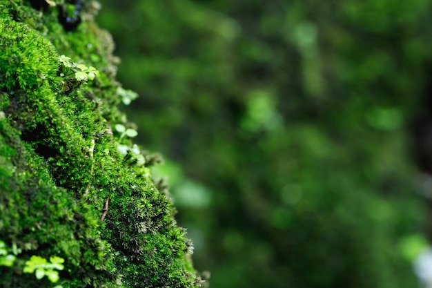 Belo musgo verde brilhante crescido cobre as pedras ásperas e no chão na floresta Mostra com visão macro Rochas cheias de textura de musgo na natureza para foco suave de papel de parede