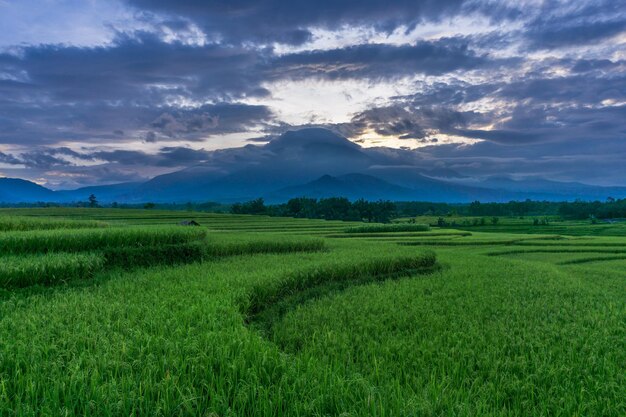 Belo nascer do sol em campos de arroz em kemumu bengkulu indonésia