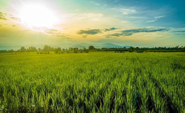 Belo nascer do sol no campo de arroz