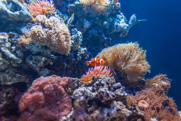 Belo oceano subaquático com corais e peixes coloridos exóticos e nemo nadam nas profundezas Ecologia e vida selvagem oceânica