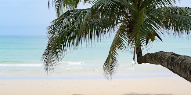 Belo oceano tropical com areia branca, águas claras e coqueiro na atmosfera relaxante