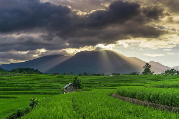 Belo panorama da manhã ensolarada Terraços de arroz verde sob a cordilheira da Indonésia