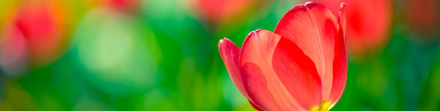 Belo panorama de buquê de tulipas vermelhas brancas e rosa na natureza da primavera para banner web de design de cartão