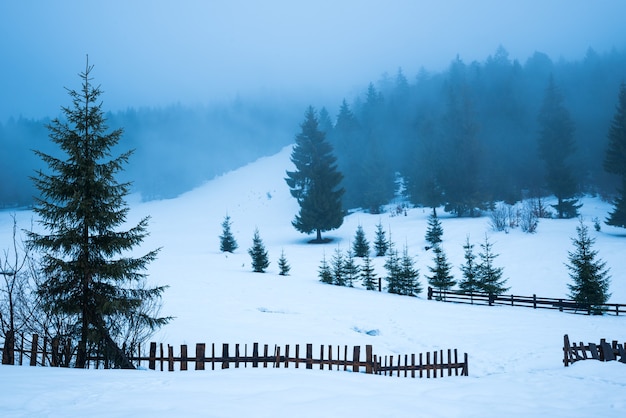 Belo panorama de cercas aparecendo sob altas nevascas contra altos pinheiros nevados