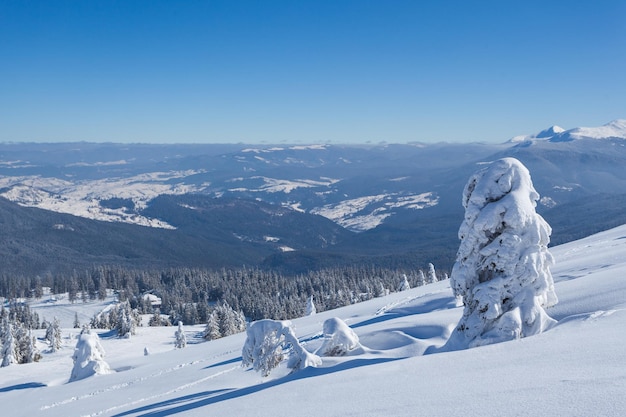 Belo panorama de inverno com neve fresca em pó Paisagem com abetos céu azul com luz do sol e altas montanhas dos Cárpatos no fundo