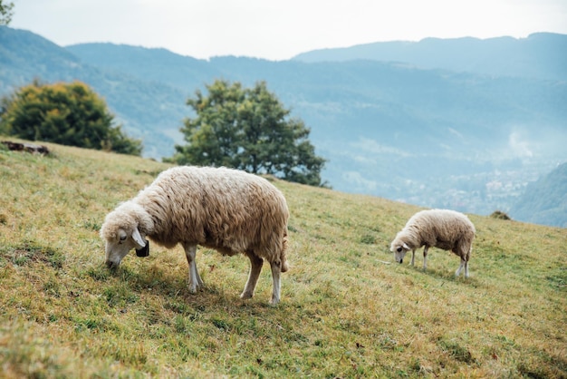 Belo panorama nas montanhas Tatry com ovelhas comendo grama