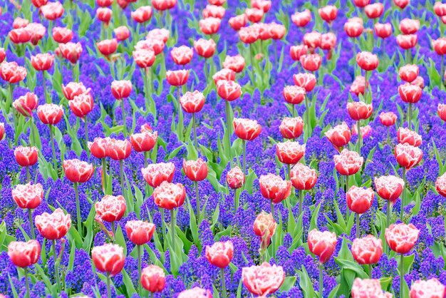 belo papel de parede de tulipas florescendo Holanda Holanda