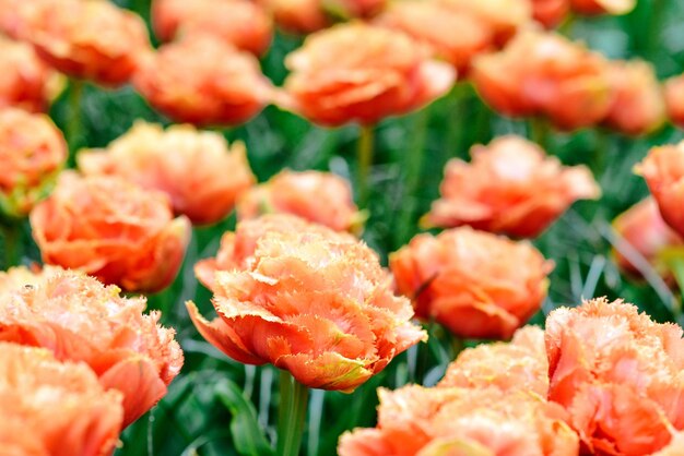 belo papel de parede de tulipas florescendo Holanda Holanda