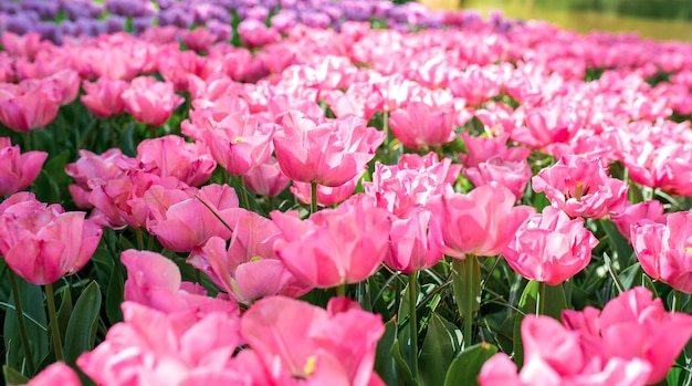 belo papel de parede de tulipas florescendo Holanda Holanda