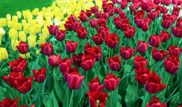 belo papel de parede de tulipas florescendo Holanda Holanda