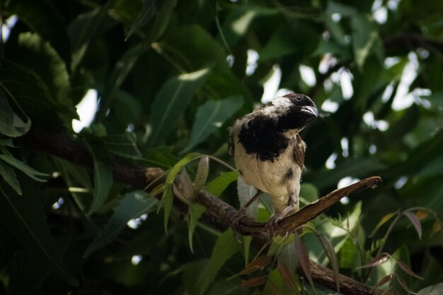 Belo pardal sentado em um galho de árvore de neem