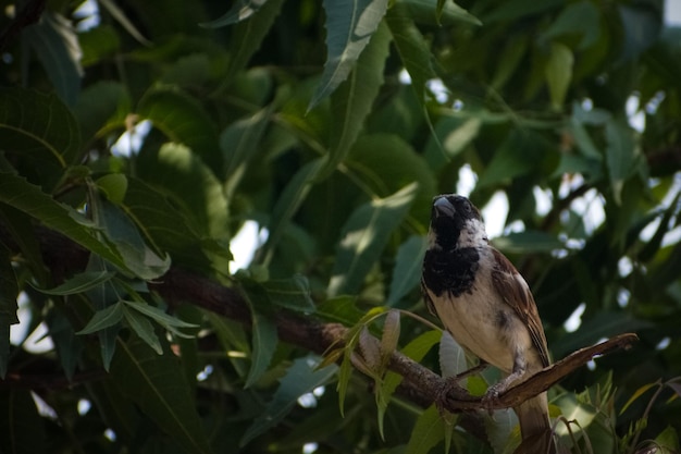 Belo pardal sentado em um galho de árvore de neem