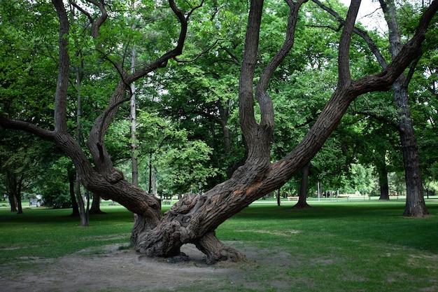 Belo parque com um clima ensolarado de árvore grande