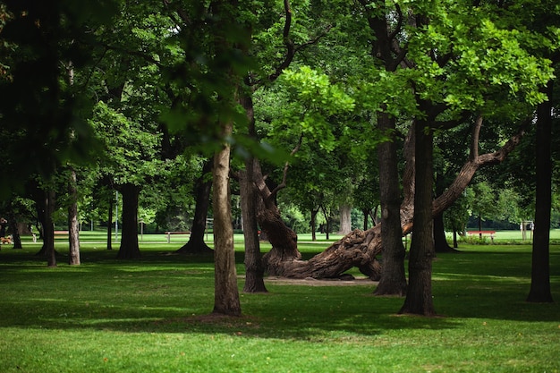 Belo parque com um clima ensolarado de árvore grande