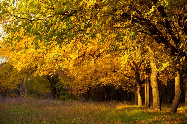 Belo parque de outono. Natureza pitoresca, árvores douradas nos raios do sol.