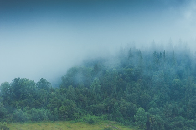 Belo parque nacional com árvores coníferas e montanhas