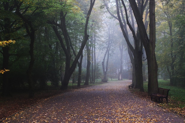 Belo parque no meio do nevoeiro