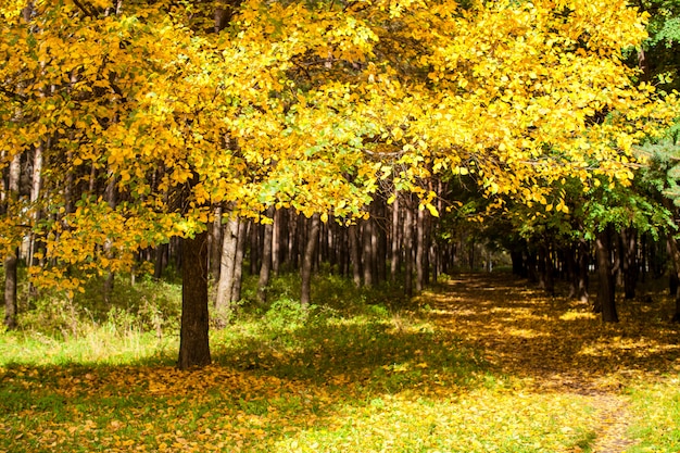 Belo parque outono com folhagem amarela e dourada ao sol