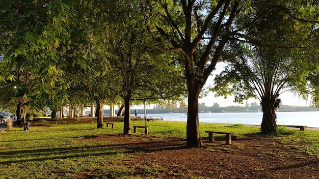 Foto belo parque perto do rio na manhã