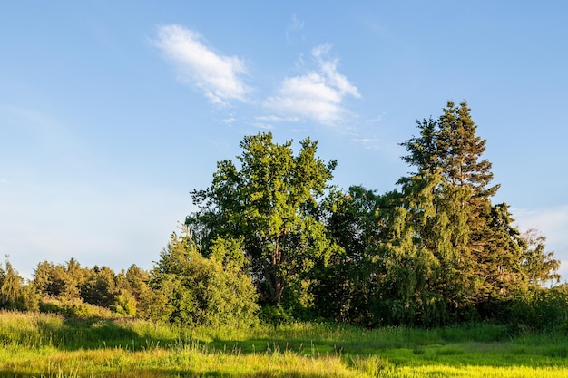 Belo parque verde com céu azul de formiga de campo e árvores