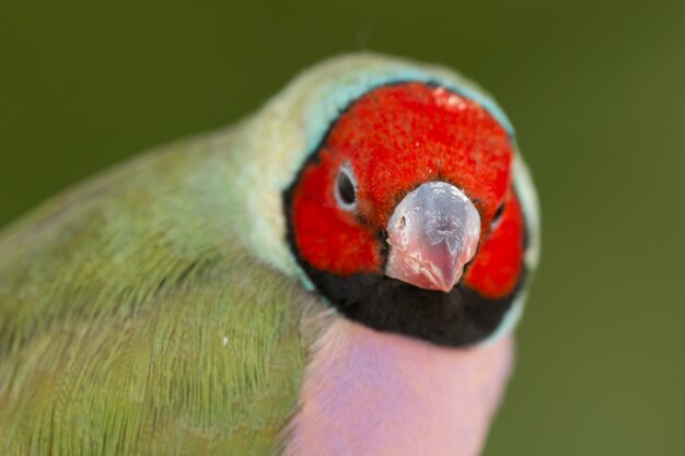 Foto belo pássaro colorido