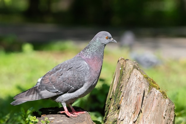 Belo pássaro pombo em pé na grama