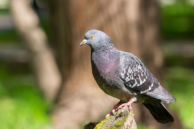 Belo pássaro pombo em pé na gramax9