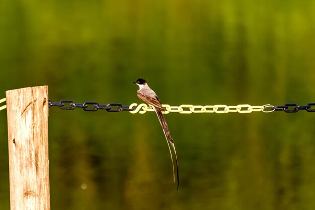 Belo pássaro Southern Forktailed Flycatcher em uma corrente de ferro Tyrannus savana