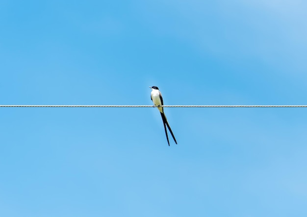 Belo pássaro Southern Forktailed Flycatcher Tyrannus savana no cabo de alimentação com céu azul