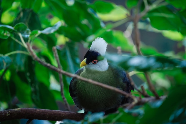 Belo pássaro tropical com cabeça branca no parque um biodome que recria uma floresta tropical com sua rica diversidade de plantas pássaros e animais