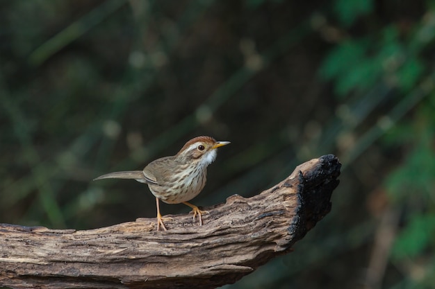 Belo pássaro tufão-de-garganta-puff na natureza (pellorneum ruficeps)