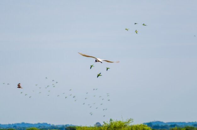 Foto belo pássaro tuiuiu no pantanal brasileiro