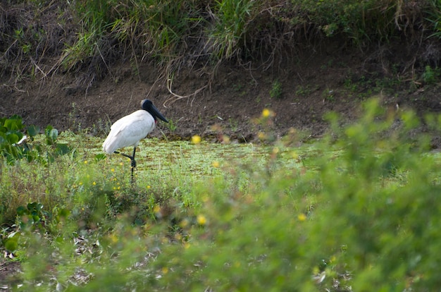 Belo pássaro tuiuiu no pantanal brasileiro
