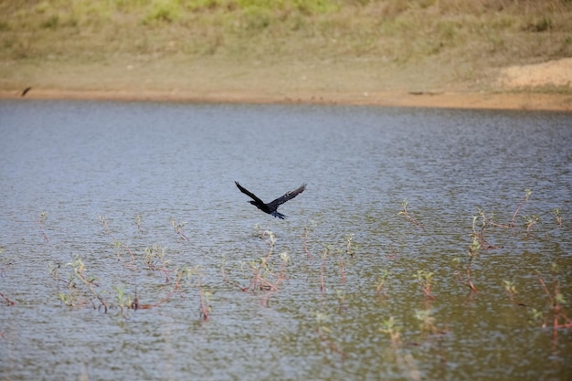 Belo pássaro voando acima da água para caçar peixes.