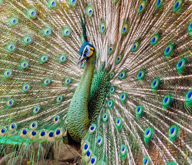 Belo pavão macho, mostrando o rabo