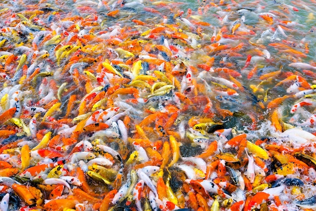 Foto belo peixe carpa koi nadando na lagoa no jardim